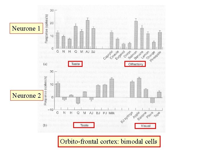 Neurone 1 Neurone 2 Orbito-frontal cortex: bimodal cells 