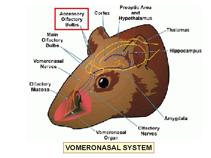 VOMERONASAL SYSTEM 