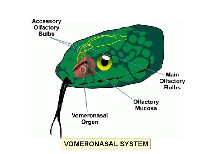 VOMERONASAL SYSTEM 