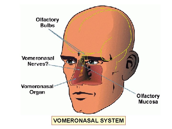 VOMERONASAL SYSTEM 