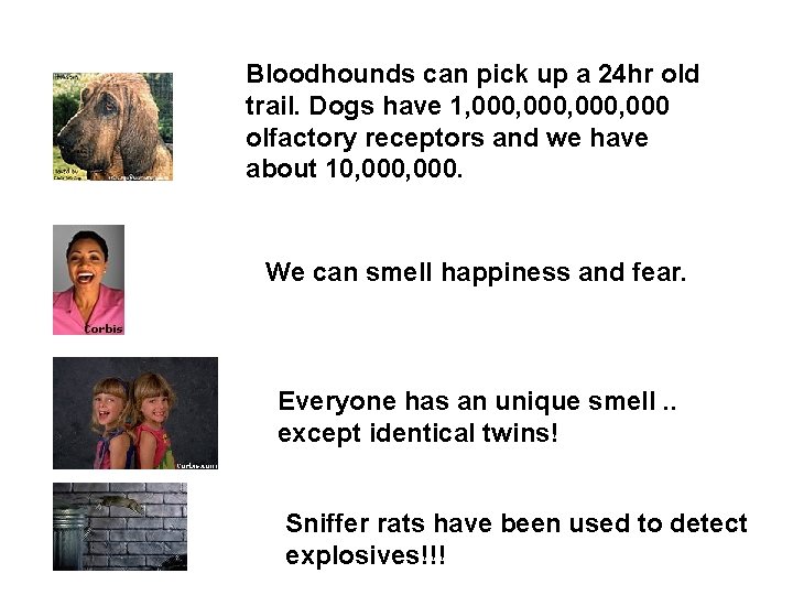 Bloodhounds can pick up a 24 hr old trail. Dogs have 1, 000, 000