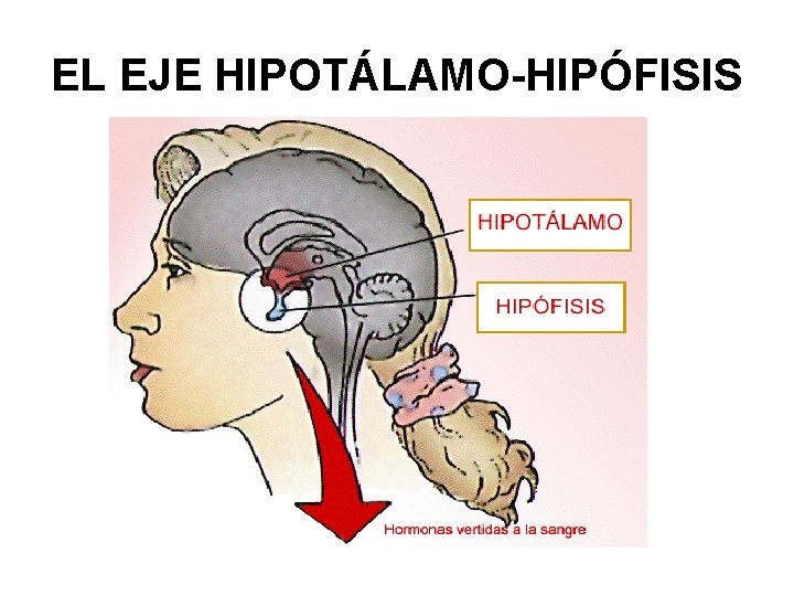 EL EJE HIPOTÁLAMO-HIPÓFISIS 