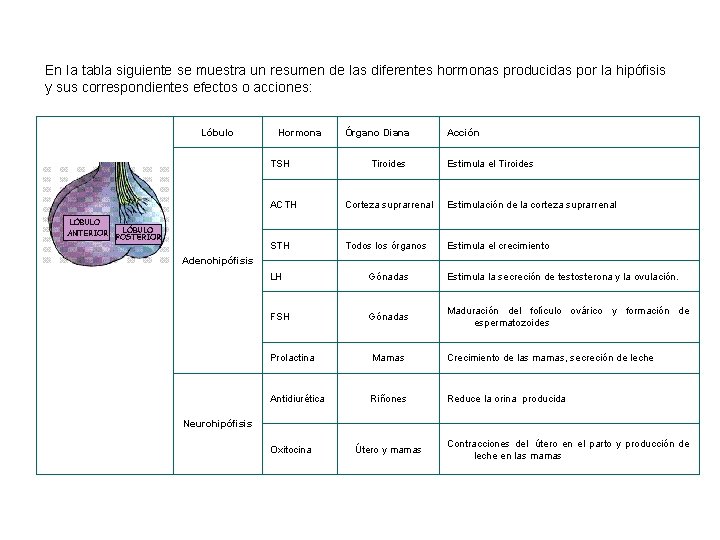 En la tabla siguiente se muestra un resumen de las diferentes hormonas producidas por