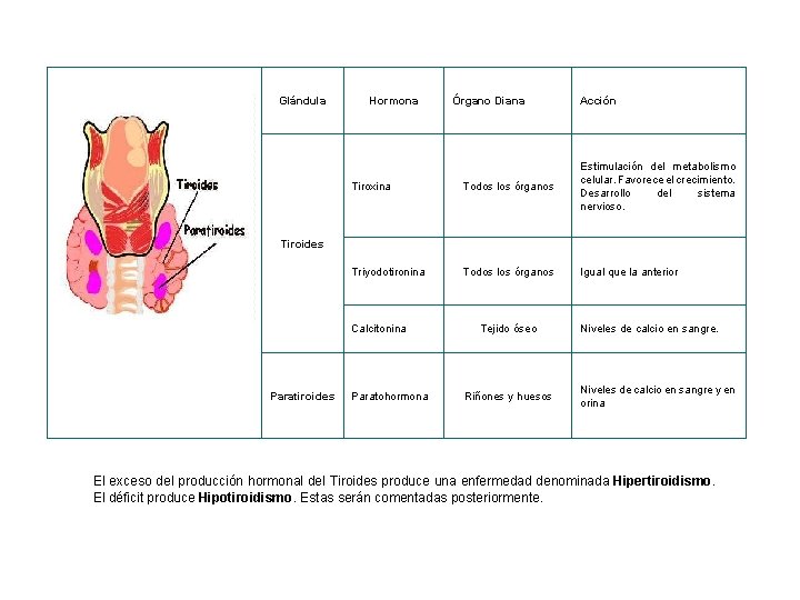 Glándula Hormona Órgano Diana Acción Tiroxina Todos los órganos Estimulación del metabolismo celular. Favorece