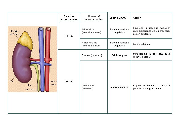 Cápsulas suprarrenales Hormona/ neurotransmisor Órgano Diana Acción Adrenalina (neurotransmisor) Sistema nervioso vegetativo Favorece la