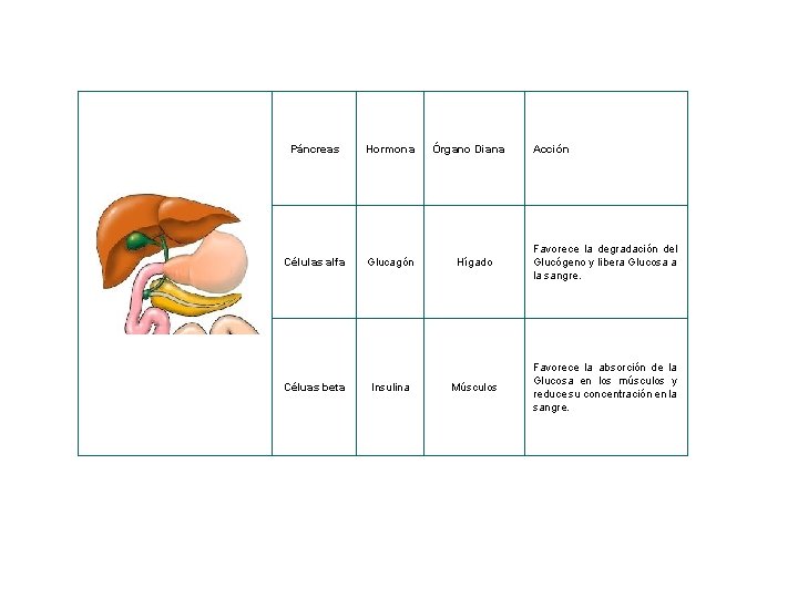  Páncreas Hormona Células alfa Glucagón Órgano Diana Acción Hígado Favorece la degradación del