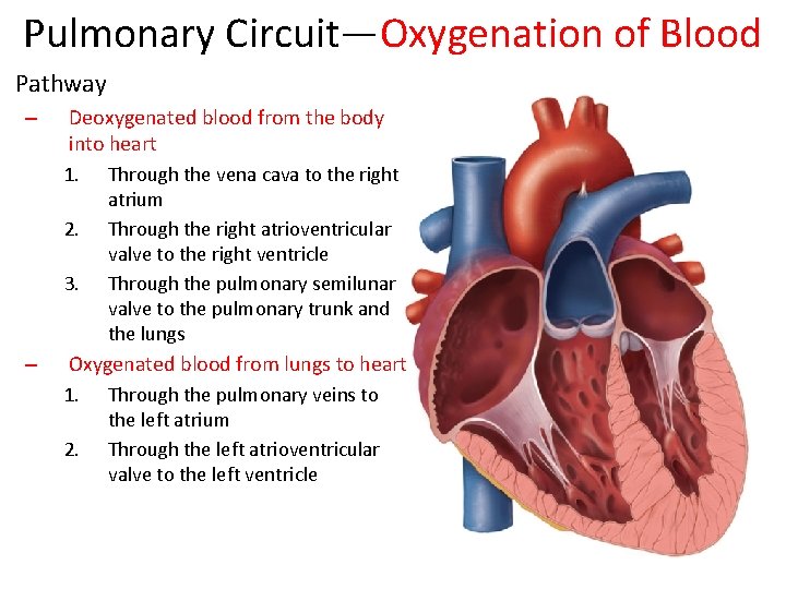 Pulmonary Circuit—Oxygenation of Blood Pathway – Deoxygenated blood from the body into heart 1. Pulmonary Circuit—Oxygenation of Blood Pathway – Deoxygenated blood from the body into heart 1.