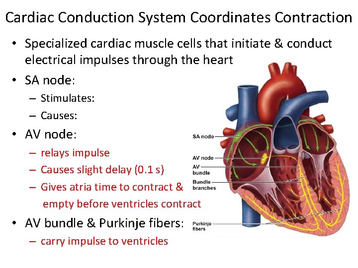 Cardiac Conduction System Coordinates Contraction • Specialized cardiac muscle cells that initiate & conduct