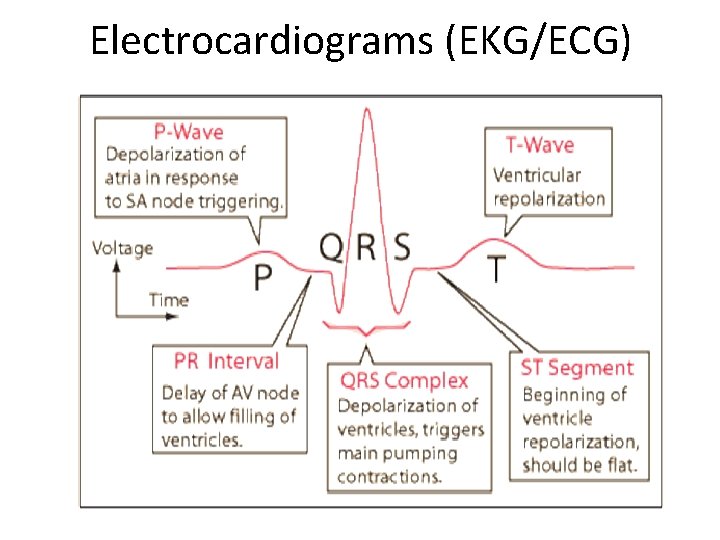 Electrocardiograms (EKG/ECG) Electrocardiograms (EKG/ECG)