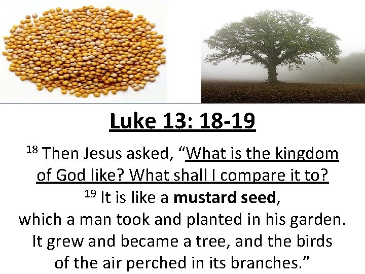 Luke 13: 18 -19 Then Jesus asked, “What is the kingdom of God like?