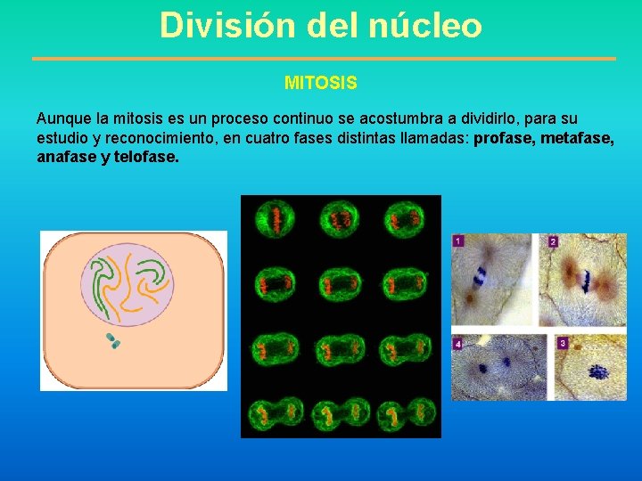 División del núcleo MITOSIS Aunque la mitosis es un proceso continuo se acostumbra a