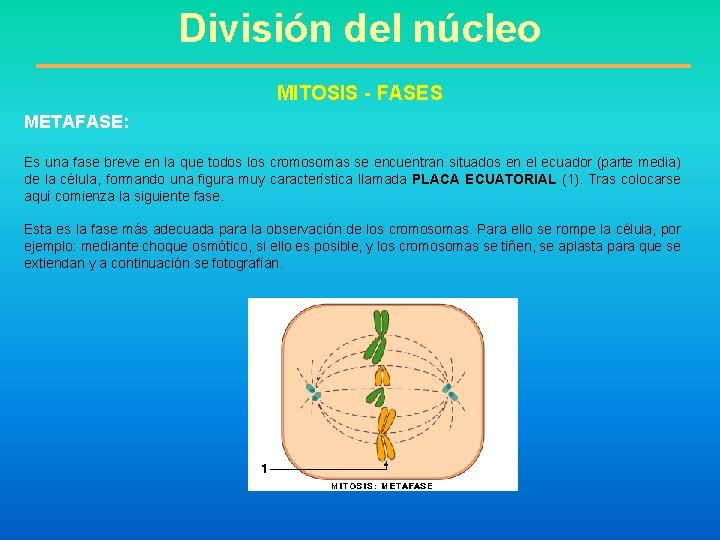 División del núcleo MITOSIS - FASES METAFASE: Es una fase breve en la que