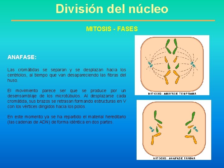 División del núcleo MITOSIS - FASES ANAFASE: Las cromátidas se separan y se desplazan