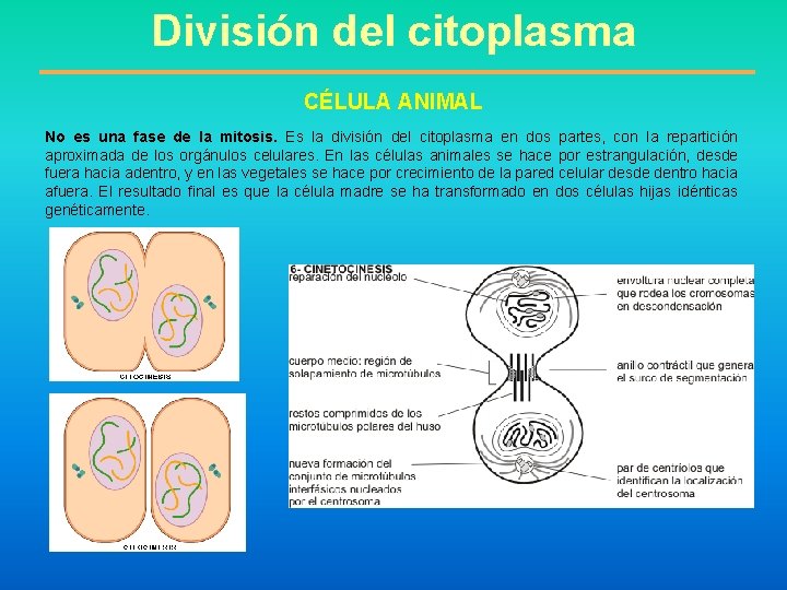  División del citoplasma CÉLULA ANIMAL No es una fase de la mitosis. Es