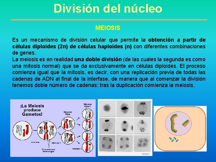 División del núcleo MEIOSIS Es un mecanismo de división celular que permite la obtención