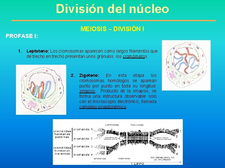 División del núcleo MEIOSIS – DIVISIÓN I PROFASE I: 1. Leptoteno: Los cromosomas aparecen