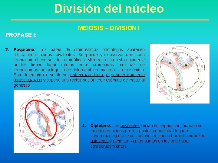 División del núcleo MEIOSIS – DIVISIÓN I PROFASE I: 3. Paquiteno: Los pares de