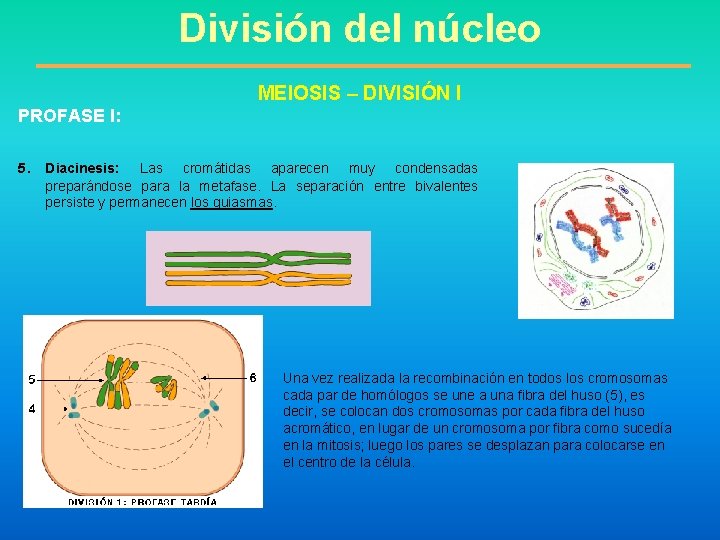 División del núcleo MEIOSIS – DIVISIÓN I PROFASE I: 5. Diacinesis: Las cromátidas aparecen