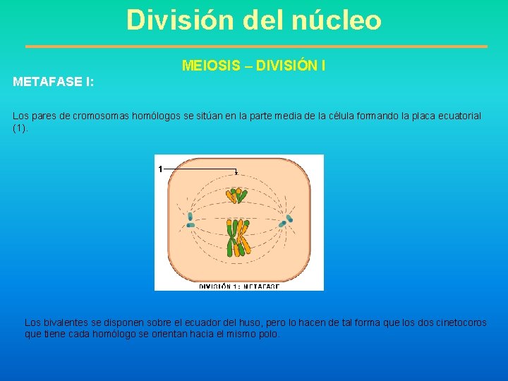 División del núcleo MEIOSIS – DIVISIÓN I METAFASE I: Los pares de cromosomas homólogos