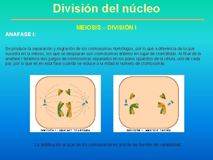 División del núcleo MEIOSIS – DIVISIÓN I ANAFASE I: Se produce la separación y