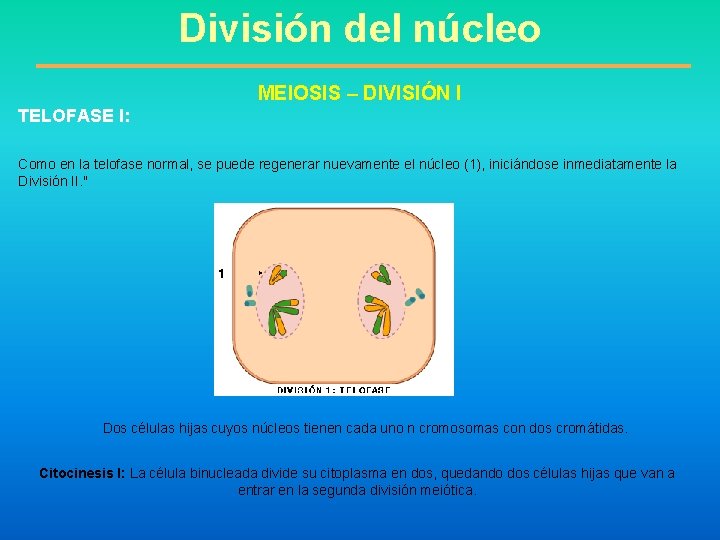 División del núcleo MEIOSIS – DIVISIÓN I TELOFASE I: Como en la telofase normal,