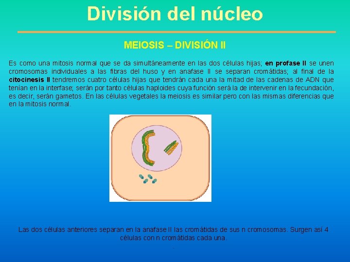 División del núcleo MEIOSIS – DIVISIÓN II Es como una mitosis normal que se