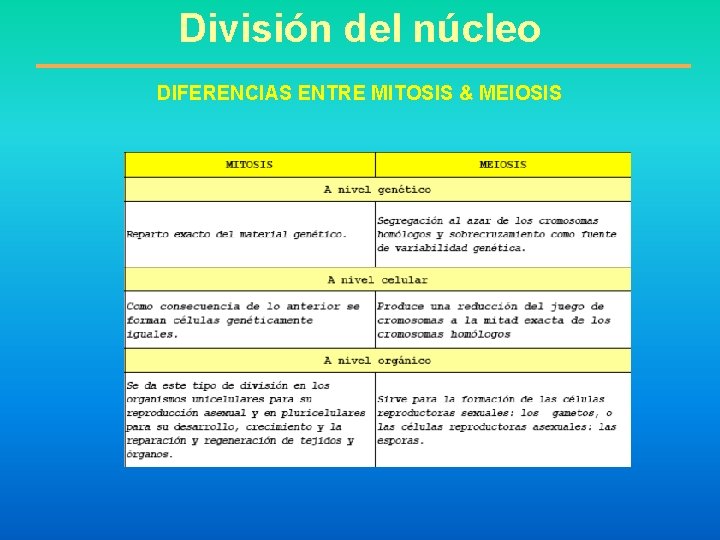 División del núcleo DIFERENCIAS ENTRE MITOSIS & MEIOSIS 