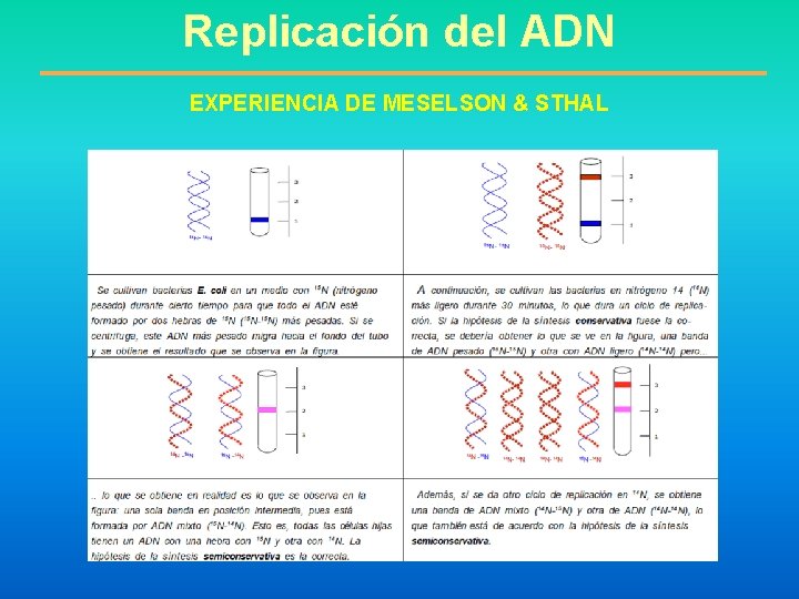 Replicación del ADN EXPERIENCIA DE MESELSON & STHAL 