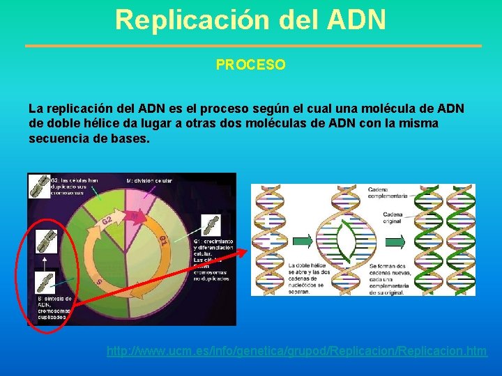 Replicación del ADN PROCESO La replicación del ADN es el proceso según el cual