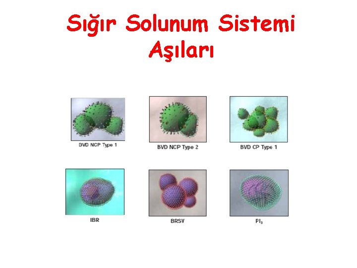 Sığır Solunum Sistemi Aşıları 