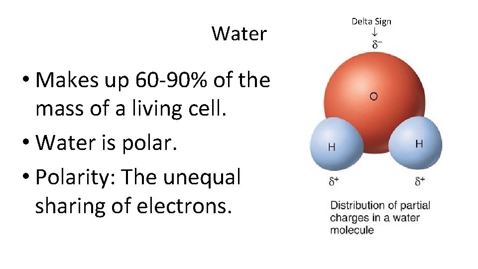 Water • Makes up 60 -90% of the mass of a living cell. •