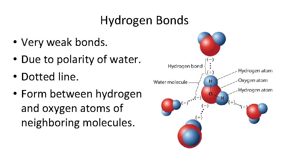 Hydrogen Bonds • • Very weak bonds. Due to polarity of water. Dotted line.