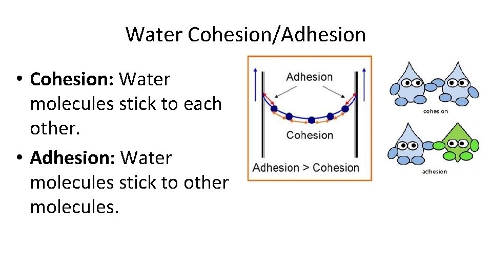 Water Cohesion/Adhesion • Cohesion: Water molecules stick to each other. • Adhesion: Water molecules