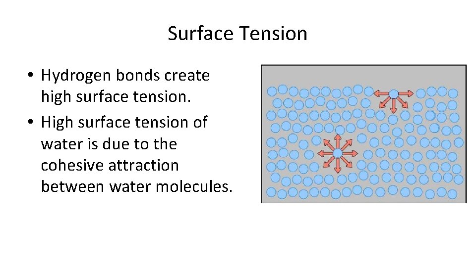 Surface Tension • Hydrogen bonds create high surface tension. • High surface tension of