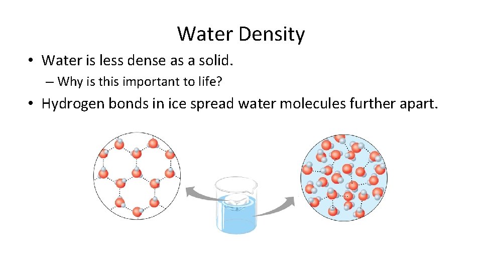 Water Density • Water is less dense as a solid. – Why is this