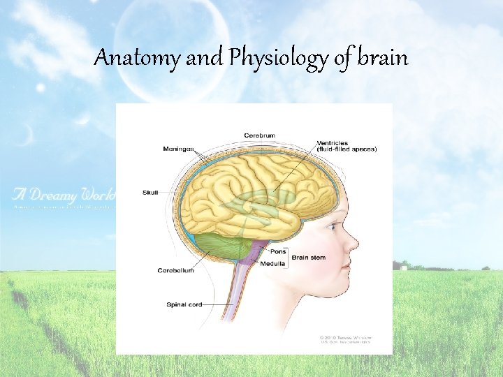 Anatomy and Physiology of brain 