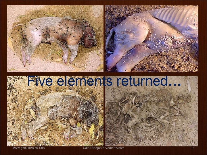 Five elements returned… www. gokulbhajan. com Gokul Bhajan & Vedic Studies 16 Five elements returned… www. gokulbhajan. com Gokul Bhajan & Vedic Studies 16