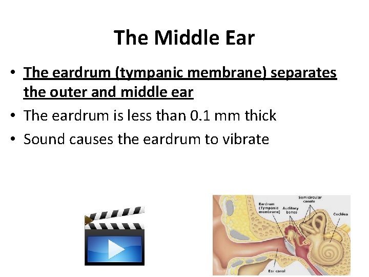 The Middle Ear • The eardrum (tympanic membrane) separates the outer and middle ear