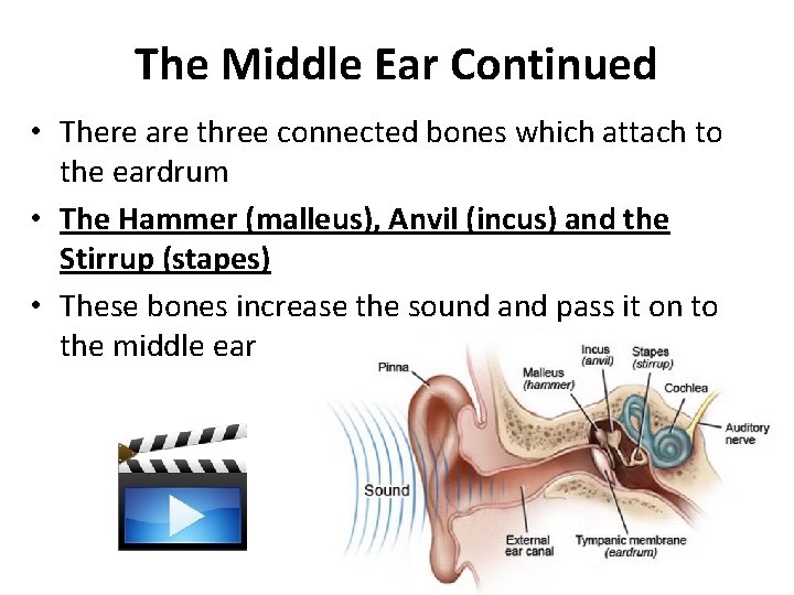 The Middle Ear Continued • There are three connected bones which attach to the
