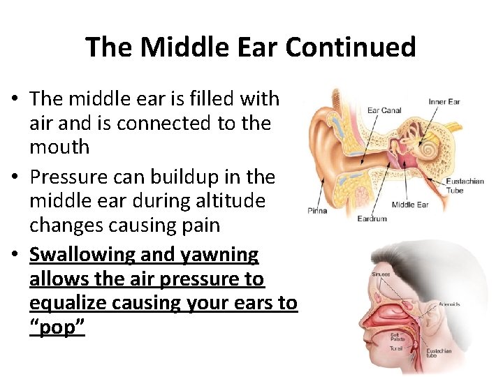 The Middle Ear Continued • The middle ear is filled with air and is