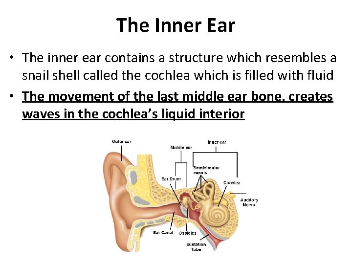 The Inner Ear • The inner ear contains a structure which resembles a snail