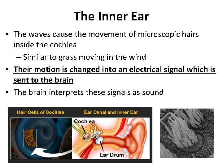 The Inner Ear • The waves cause the movement of microscopic hairs inside the