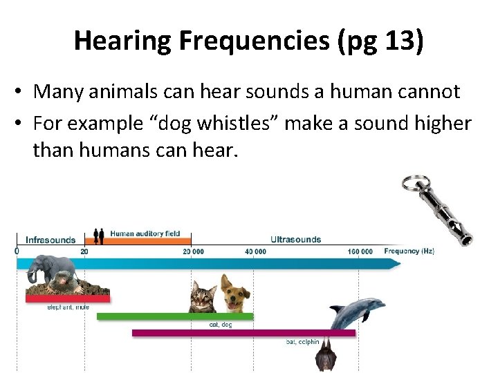 Hearing Frequencies (pg 13) • Many animals can hear sounds a human cannot •