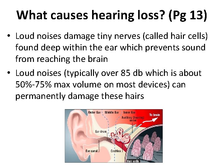 What causes hearing loss? (Pg 13) • Loud noises damage tiny nerves (called hair