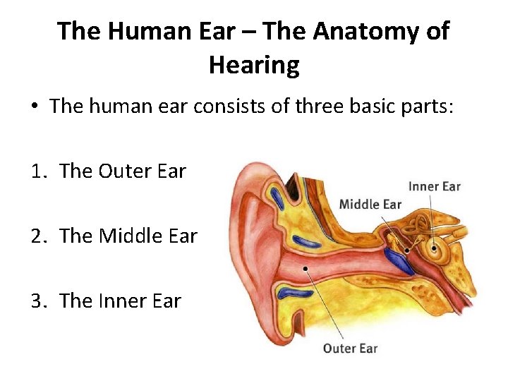 The Human Ear – The Anatomy of Hearing • The human ear consists of