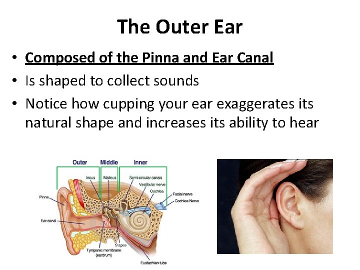 The Outer Ear • Composed of the Pinna and Ear Canal • Is shaped