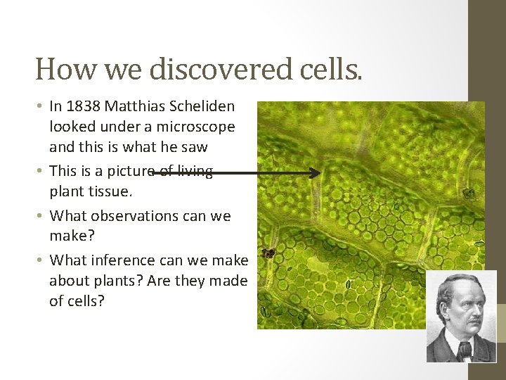 How we discovered cells. • In 1838 Matthias Scheliden looked under a microscope and