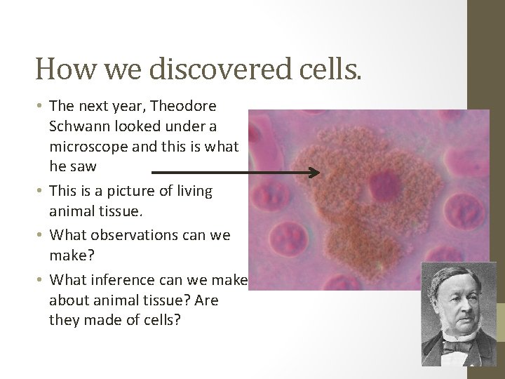 How we discovered cells. • The next year, Theodore Schwann looked under a microscope