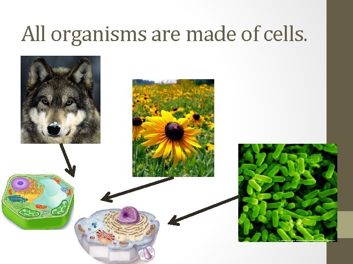 All organisms are made of cells. 