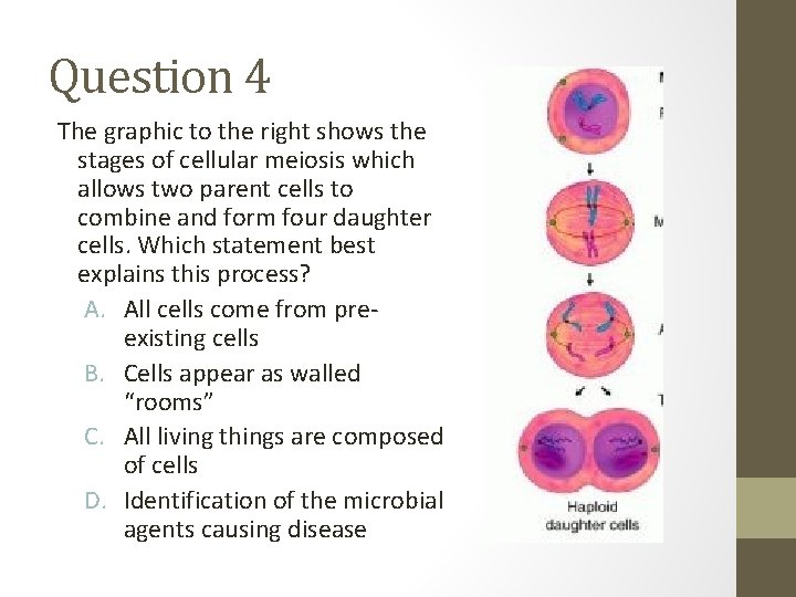 Question 4 The graphic to the right shows the stages of cellular meiosis which